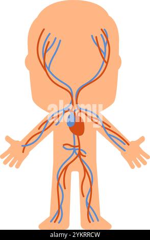 Schéma simplifié du système circulatoire humain mettant en évidence les veines et les artères, fournissant une représentation visuelle claire à des fins éducatives Illustration de Vecteur