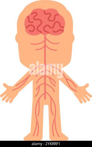 Système nerveux central contrôlant les fonctions du corps par le réseau de nerfs s'étendant du cerveau aux membres, illustration simplifiée pour le pur éducatif Illustration de Vecteur