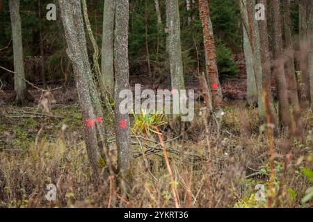 Concept de déforestation. Souche de bouleau dans la forêt de l'arbre sain fraîchement haché après la coupe de la forêt. Dommages écologiques et impact de la déforestation Banque D'Images