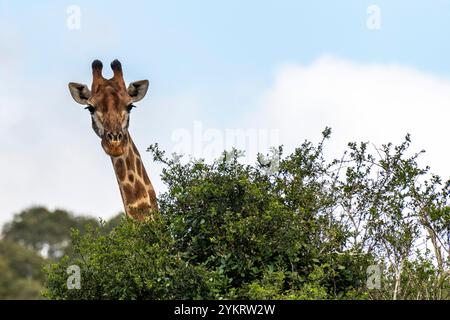 La tête d'une girafe surgissant au-dessus d'un arbre à Schotia Game Reserve, Eastern Cape, Afrique du Sud Banque D'Images