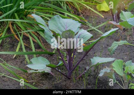 Les semis de chou sont plantés dans le jardin du village. Culture de légumes dans le jardin de chalet. Lumière du jour. Banque D'Images