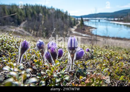 Fleurs de crocus sauvages vues dans le territoire du Yukon, dans le nord du Canada au printemps. Fleurs florales violettes prarie Pulsatilla nuttalliana au Yukon. Banque D'Images
