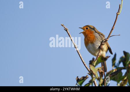 Un robin vibrant se perche sur une branche, chantant joyeusement sous un ciel bleu vif Banque D'Images