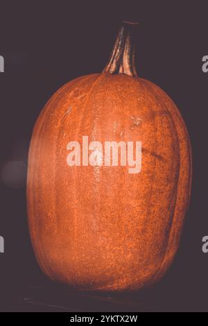 Halloween Fall Harvest Pumpkin Gourds Banque D'Images