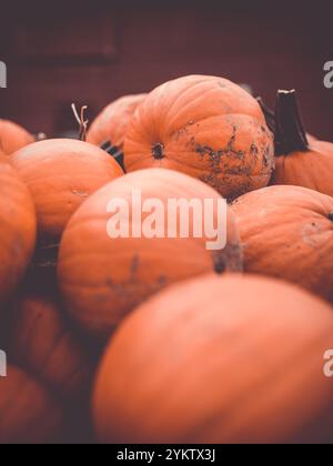 Halloween Fall Harvest Pumpkin Gourds Banque D'Images