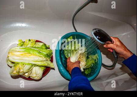 On voit un homme laver le chou. Le kimchi, un plat traditionnel coréen préparé par fermentation du chou ou d’autres légumes, a été reconnu comme un aliment santé qui renforce le système immunitaire. C'est un aliment coréen de premier plan grâce à la popularité croissante dans le monde entier de Hallyu (Korean Wave) comme K-pop et K-drames. Il existe environ 300 variétés, du «kimchi de chou Napa» commun et plus populaire, fait avec du chou Kimchi ou du chou Napa, au «oi-SO-bagi» rafraîchissant fait avec des concombres. (Photo de Ana Fernandez/SOPA images/SIPA USA) Banque D'Images