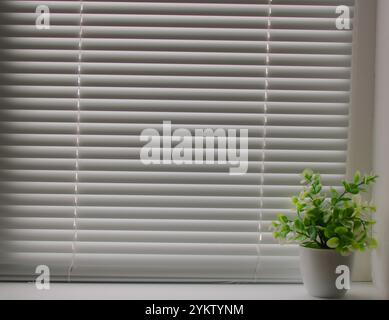 Plante verte dans un pot sur un rebord de fenêtre sur un fond de stores blancs Banque D'Images