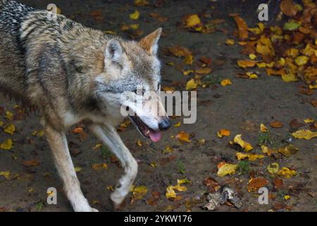 Loup européen dans un environnement naturel - portrait d'un animal individuel Banque D'Images