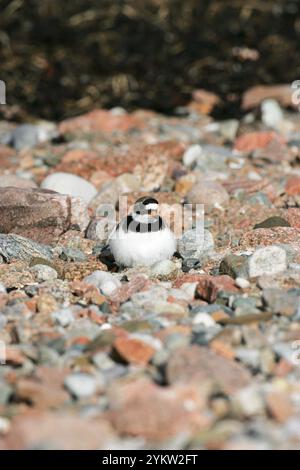 Grand Gravelot Charadrius hiaticula commun sur la plage de me fixer sur le nid Banque D'Images