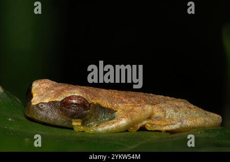 Une petite grenouille arboricole (Dendropsophus), reposant sur une feuille pendant la saison des pluies de la forêt amazonienne Banque D'Images