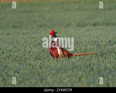 Faisan commun Phasianus colchicus mâle appelant et exposant dans un champ de culture, Breamore, Hampshire, Angleterre, Royaume-Uni, mars 2022 Banque D'Images