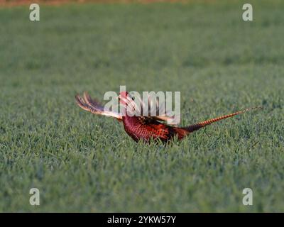 Faisan commun Phasianus colchicus mâle appelant et exposant dans un champ de culture, Breamore, Hampshire, Angleterre, Royaume-Uni, mars 2022 Banque D'Images