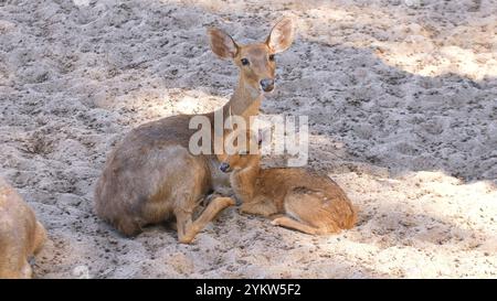 Mère cerf et faon reposant sur un sol sablonneux dans un environnement paisible, Banque D'Images