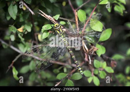 Southern Hawker Dragonfly (Aeshna cyanea) reposant sur une haie fléale. Les haies coupées par fléau laissent les extrémités des brindilles brisées endommagées. Banque D'Images