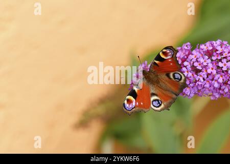 Papillons de paon (Inachis io) sucant le nectar sur le buisson de papillons (Buddleja davidii), dans un environnement naturel dans la nature, gros plan, la faune, les insectes Banque D'Images