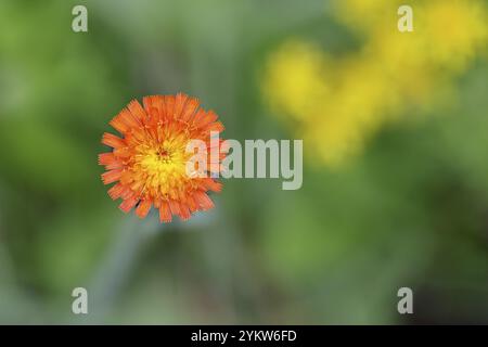 L'aubaine orangée, l'aubaine orangée-rouge (Hieracium aurantiacum), fleur sur un pré rugueux, Wilnsdorf, Rhénanie du Nord-Westphalie, Allemagne, Europe Banque D'Images