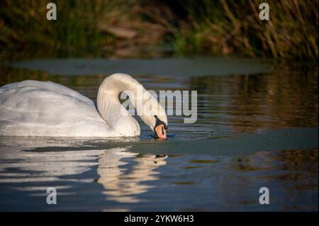 Muet Swan se nourrissant sur le canal Leeds Liverpool, Altham, Lancashire, Angleterre, Royaume-Uni, Royaume-Uni, Grande-Bretagne. Banque D'Images