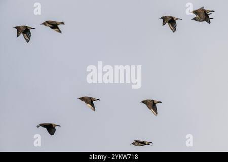 Étourneaux (Sturnus vulgaris), volants, Emsland, basse-Saxe, Allemagne, Europe Banque D'Images