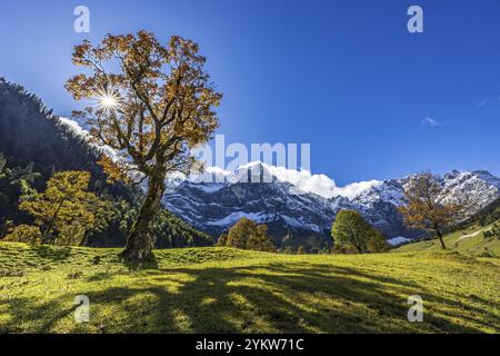 Érable devant des montagnes enneigées, rayons de soleil, contre-jour, couleurs d'automne, ensoleillé, Engalm, Grosser Ahornboden, montagnes Karwendel, Tyrol, Aus Banque D'Images
