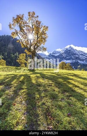 Érable devant des montagnes enneigées, rayons de soleil, contre-jour, couleurs d'automne, ensoleillé, Engalm, Grosser Ahornboden, montagnes Karwendel, Tyrol, Aus Banque D'Images