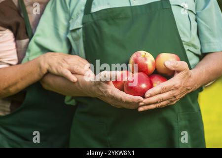 Mains masculines seniors tenant des pommes. Couple de jardiniers âgés Banque D'Images