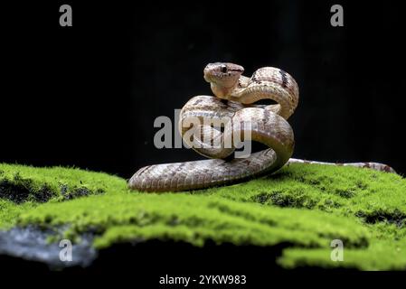 Serpent à griffes en position d'attaque Banque D'Images