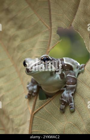 La grenouille de lait piquant d'un trou dans une feuille séchée Banque D'Images