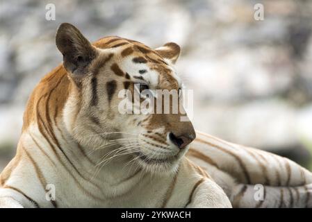 Rare tigre doré dans leur environnement Banque D'Images