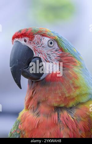 Portrait d'un oiseau perroquet macaw avec ses plumes belles et colorées Banque D'Images