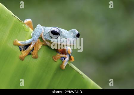 Grenouille d'arbre verte volante perchée sur une feuille de banane Banque D'Images