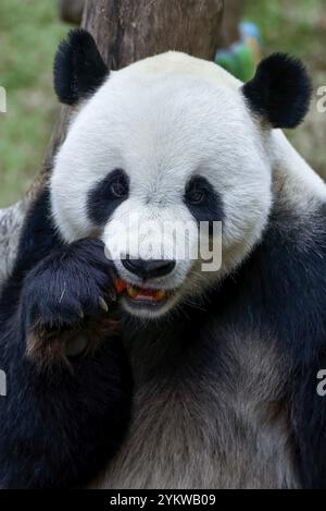 Panda géant dans le parc safari Banque D'Images