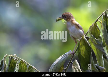 Oiseau apporte de la nourriture à leurs poussins Banque D'Images