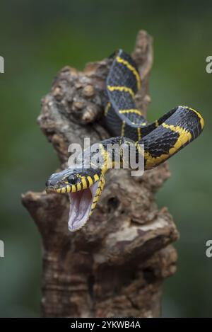 Le serpent de chat à anneau d'or en position d'attaque Banque D'Images