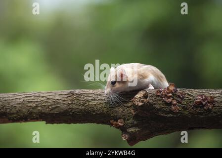 Un rat du désert connu sous le nom de gerbille, à la recherche de nourriture Banque D'Images
