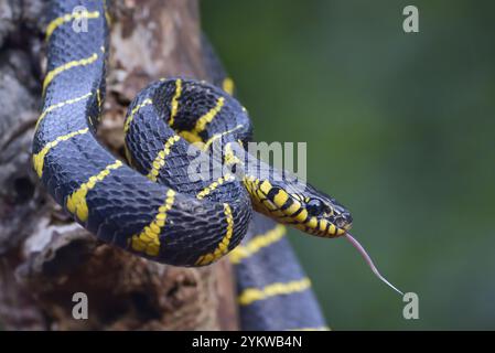 Dendrophia de la couleuvre de la Boïga en mode défensif Banque D'Images