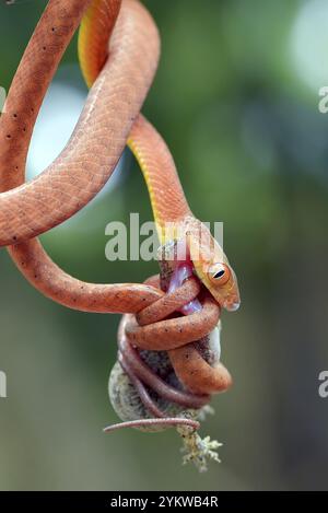 Le serpent boiga rouge attrape une proie Banque D'Images