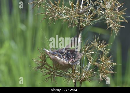 Streaked Fantail Warbler nourrit leurs poussins Banque D'Images