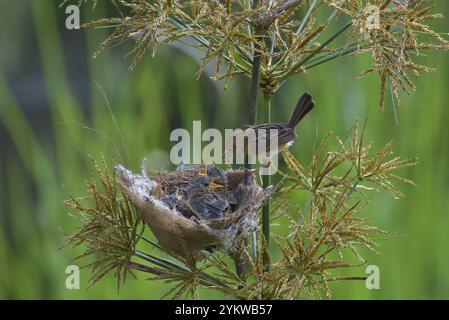 Streaked Fantail Warbler nourrit leurs poussins Banque D'Images