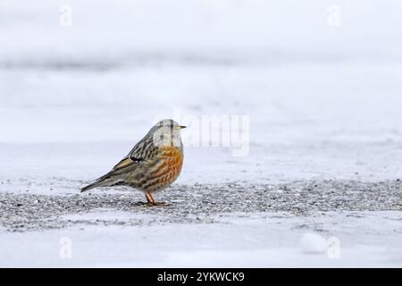 Alpine accentor (Prunella collaris) recherche d'oiseaux adultes dans la neige en hiver dans les Alpes Banque D'Images