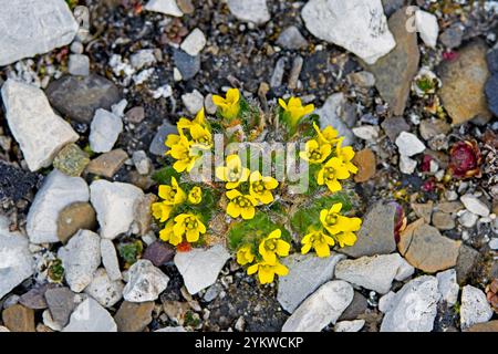 Draba alpine / alpine White-grass (Draba alpina) herbe vivace solitaire en fleur sur la toundra en été, Svalbard / Spitzberg, Norvège Banque D'Images