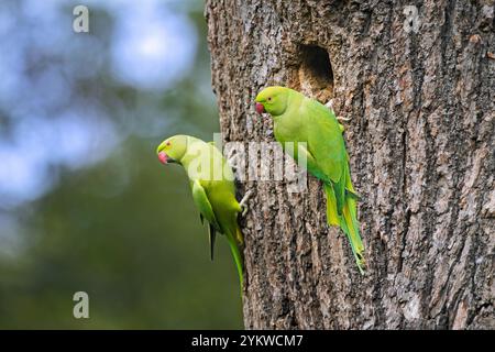 Deux perruches annelées de rose / perruche à col rond / perroquets à col ras de cou / perroquet Kramer (Psittacula krameri) à l'entrée du nid dans l'arbre Banque D'Images