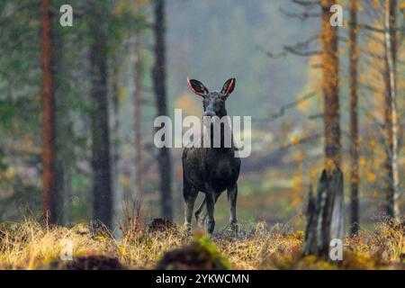 Orignal / élan (Alces alces) jeune taureau / mâle sous la pluie avec de petits bois rouges sang après avoir versé du velours dans la forêt d'automne, Suède Scandinavie Banque D'Images