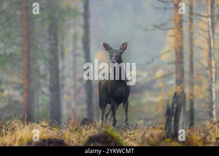 Orignal / élan (Alces alces) jeune taureau / mâle sous la pluie avec de petits bois rouges sang après avoir versé du velours dans la forêt d'automne brumeuse, Suède, Scandinavie Banque D'Images