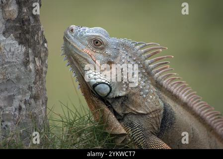 Grand iguana rouge marchant sur l'herbe Banque D'Images