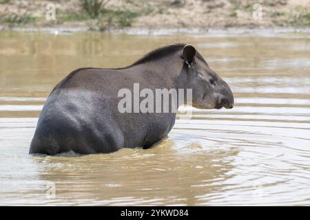 Tapir de plaine (Tapirus terrestris), prendre un bain, se rafraîchir dans l'eau, Pantanal, intérieur des terres, zone humide, réserve de biosphère de l'UNESCO, site du patrimoine mondial Banque D'Images