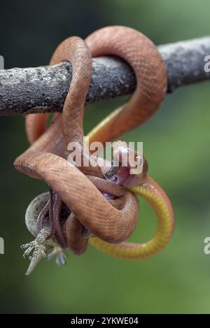 Le serpent boiga rouge attrape une proie Banque D'Images