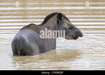 Tapir de plaine (Tapirus terrestris), prendre un bain, se rafraîchir dans l'eau, Pantanal, intérieur des terres, zone humide, réserve de biosphère de l'UNESCO, site du patrimoine mondial Banque D'Images