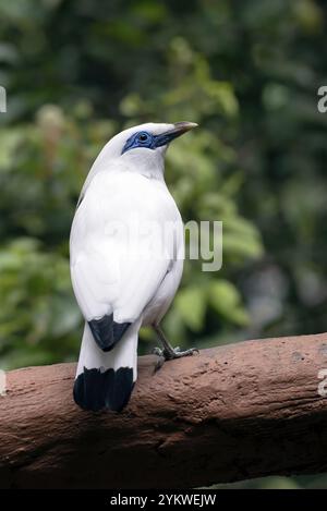 Le myna de Bali sur une souche d'arbre Banque D'Images