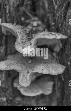 Champignon de miel, super-abondant, comestible, champignon d'arbre, champignon, Armillaria Mellea, abat les vieux arbres infirmes, le sol forestier, les invertébrés, les sols de construction. Banque D'Images