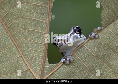 La grenouille de lait piquant d'un trou dans une feuille séchée Banque D'Images
